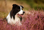 black-white Border Collie