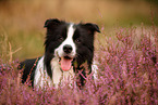 black-white Border Collie