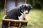 Border Collie puppy