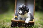 Border Collie puppy