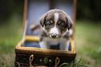 Border Collie puppy