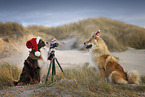 Border Collie photographs Eurasier