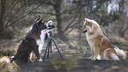 Border Collie photographs Eurasier