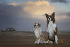 Miniature Australian Shepherd and Border Collie