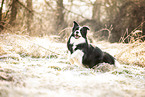 Border Collie