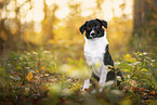 Border Collie at autumn