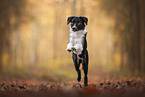 Border Collie at autumn