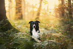 Border Collie at autumn