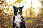 Border Collie at autumn