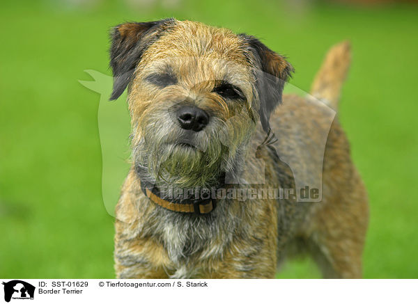 Border Terrier / Border Terrier / SST-01629