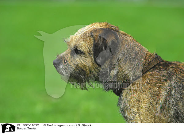 Border Terrier / Border Terrier / SST-01632