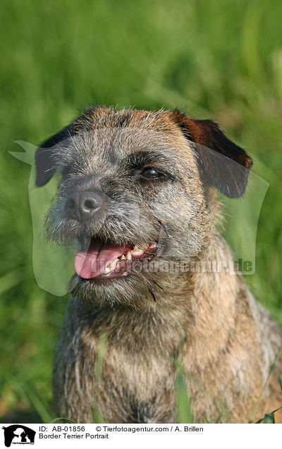 Border Terrier Portrait / Border Terrier Portrait / AB-01856