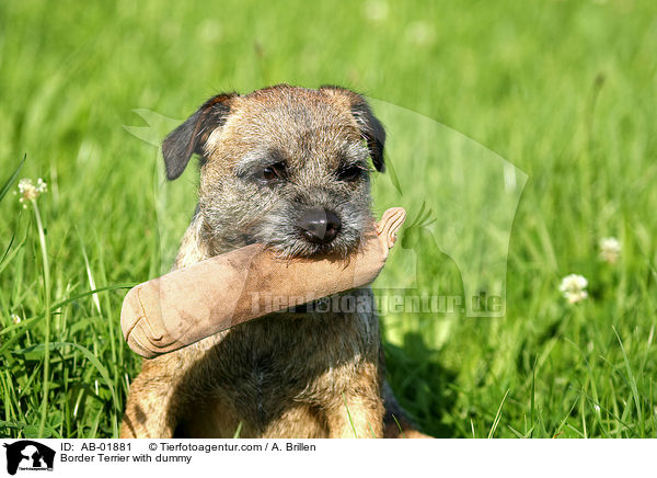 Border Terrier mit Dummy / Border Terrier with dummy / AB-01881