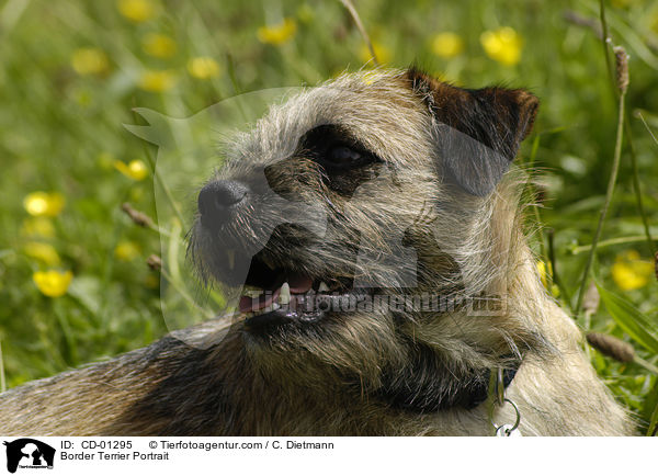 Border Terrier Portrait / Border Terrier Portrait / CD-01295