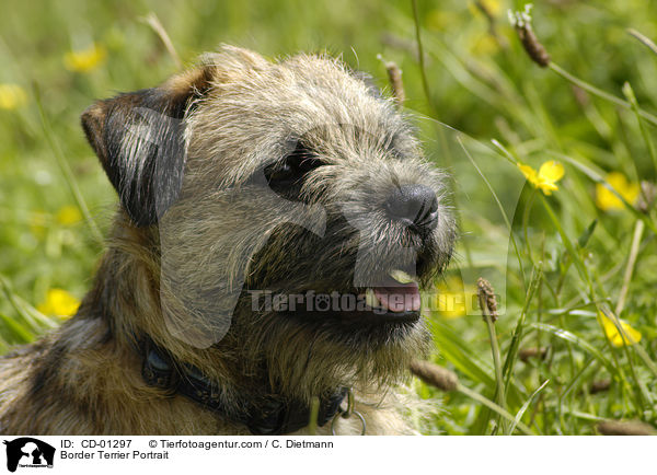 Border Terrier Portrait / Border Terrier Portrait / CD-01297