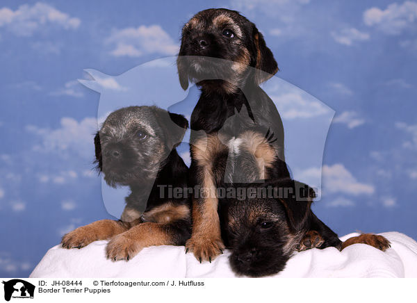 Border Terrier Puppies / JH-08444