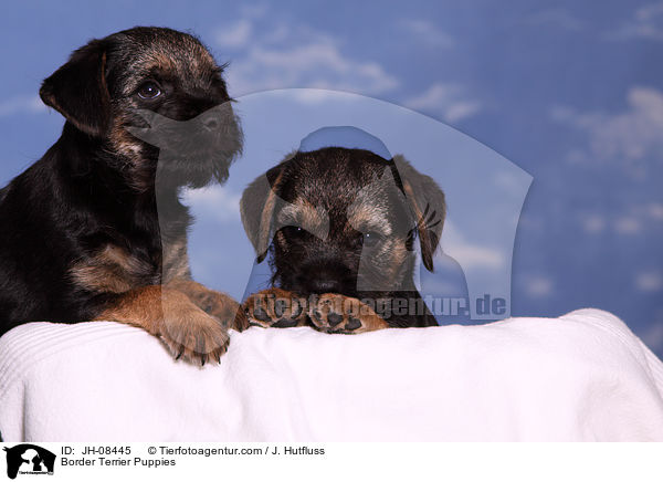 Border Terrier Puppies / JH-08445