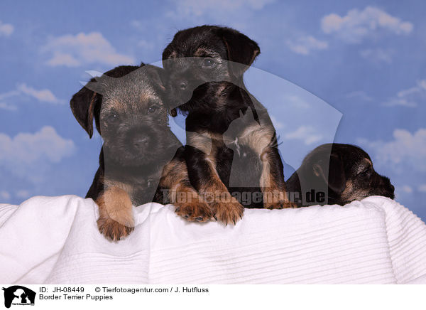 Border Terrier Puppies / JH-08449