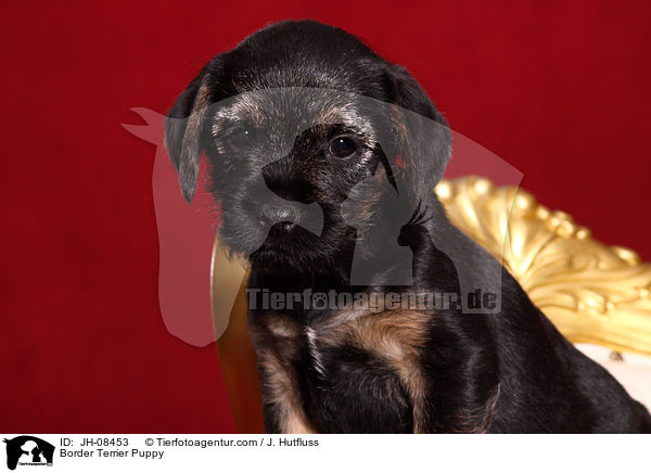 Border Terrier Puppy / JH-08453