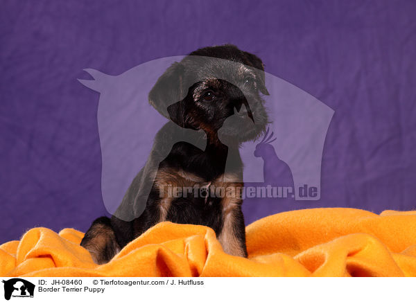 Border Terrier Puppy / JH-08460