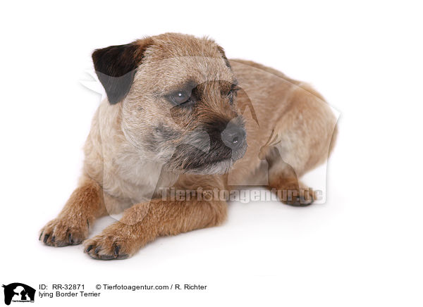 liegender Border Terrier / lying Border Terrier / RR-32871