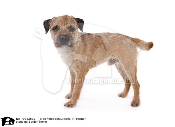 stehender Border Terrier / standing Border Terrier / RR-32882