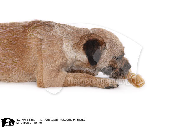 liegender Border Terrier / lying Border Terrier / RR-32887