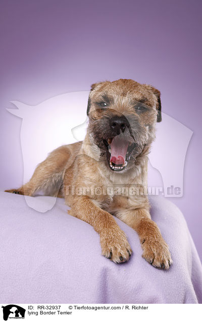 liegender Border Terrier / lying Border Terrier / RR-32937