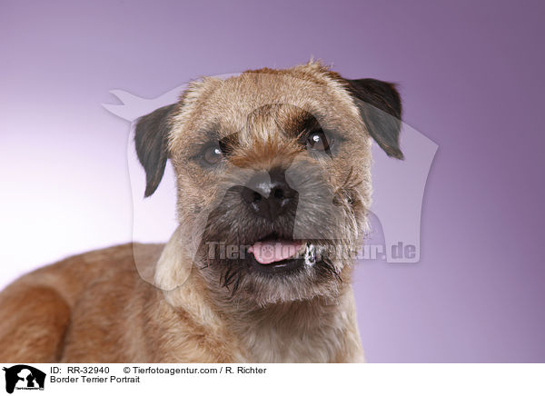 Border Terrier Portrait / Border Terrier Portrait / RR-32940