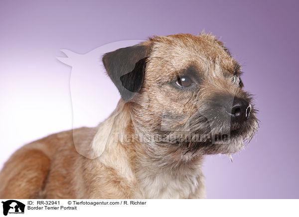 Border Terrier Portrait / RR-32941