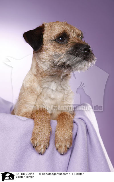 Border Terrier / Border Terrier / RR-32946