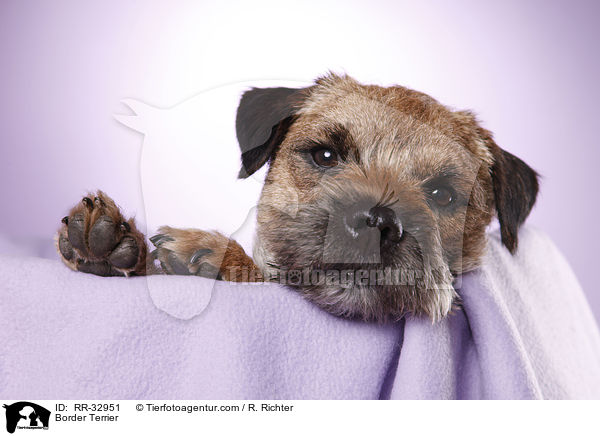 Border Terrier / RR-32951