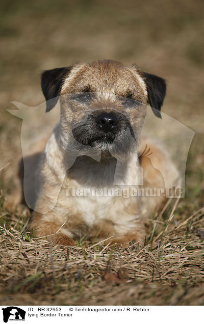 liegender Border Terrier / lying Border Terrier / RR-32953