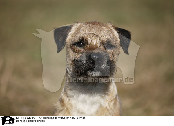 Border Terrier Portrait / Border Terrier Portrait / RR-32960