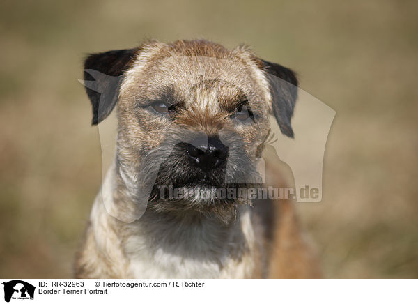 Border Terrier Portrait / Border Terrier Portrait / RR-32963