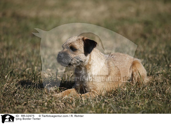 liegender Border Terrier / lying Border Terrier / RR-32975