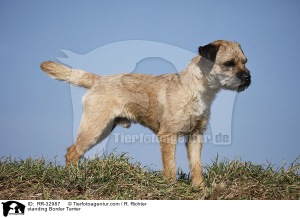 stehender Border Terrier / standing Border Terrier / RR-32987