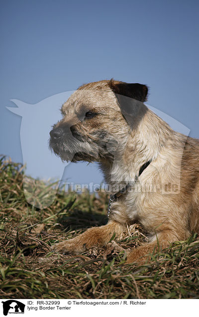 liegender Border Terrier / lying Border Terrier / RR-32999