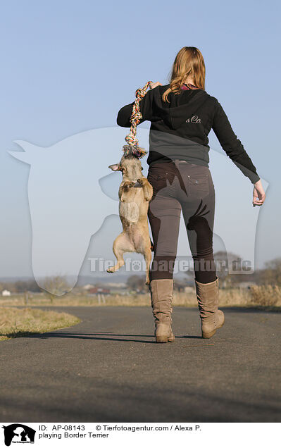 spielender Border Terrier / playing Border Terrier / AP-08143