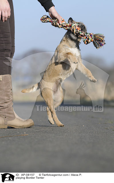 spielender Border Terrier / playing Border Terrier / AP-08157