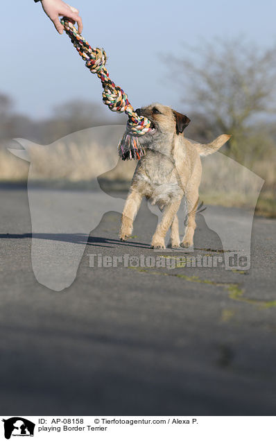 spielender Border Terrier / playing Border Terrier / AP-08158