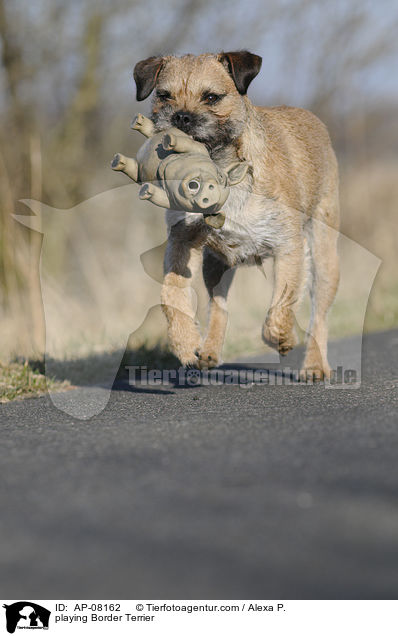 spielender Border Terrier / playing Border Terrier / AP-08162