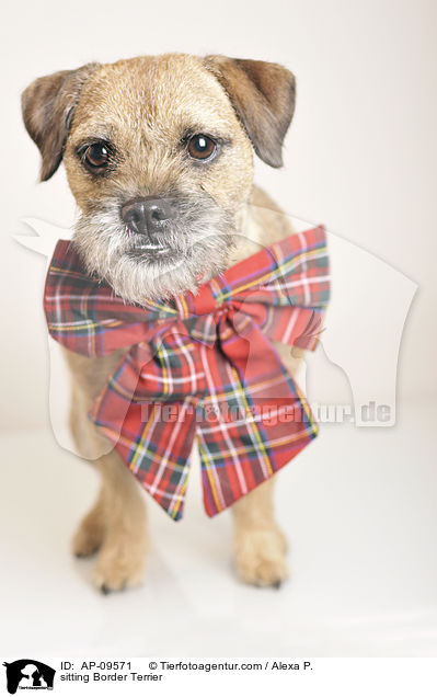 sitzender Border Terrier / sitting Border Terrier / AP-09571