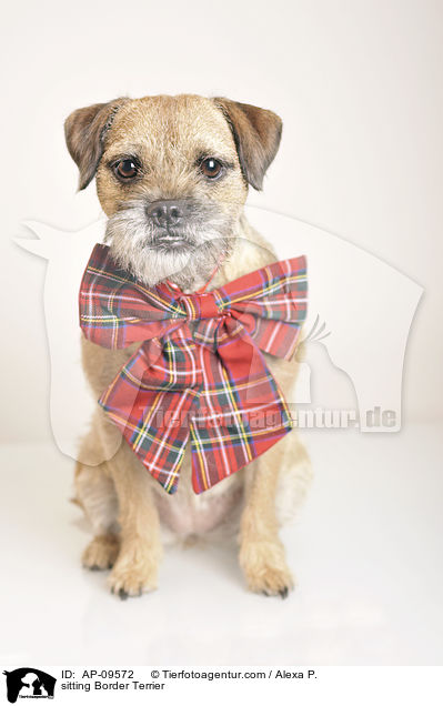 sitzender Border Terrier / sitting Border Terrier / AP-09572