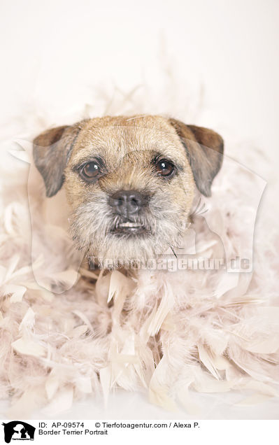 Border Terrier Portrait / Border Terrier Portrait / AP-09574