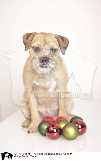 sitzender Border Terrier / sitting Border Terrier / AP-09578