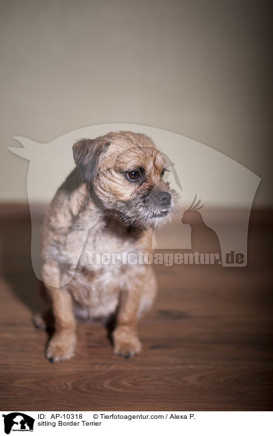 sitzender Border Terrier / sitting Border Terrier / AP-10318