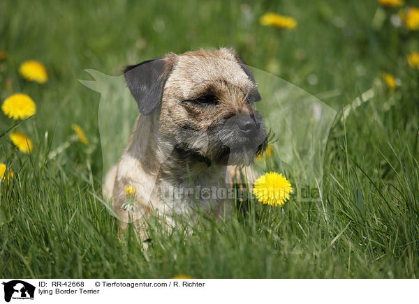 liegender Border Terrier / lying Border Terrier / RR-42668