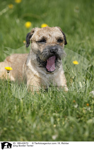 liegender Border Terrier / lying Border Terrier / RR-42670