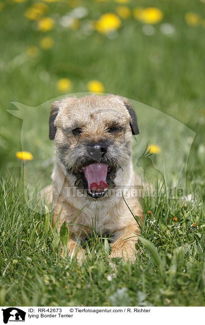 liegender Border Terrier / lying Border Terrier / RR-42673